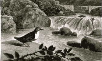 Daniell William OUZEL