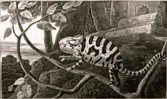 Daniell William CHAMELEON
