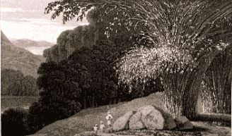 Daniell William BAMBOO