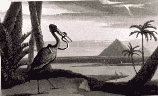 Daniell William EGYPTIAN IBIS