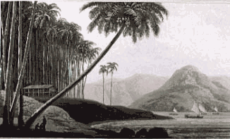 Daniell William COCOA-NUT TREE